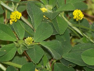 Trifolium nigrescens, Medicago lupulina, Trifolium campestre